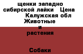 щенки западно сибирской лайки › Цена ­ 3 000 - Калужская обл. Животные и растения » Собаки   . Калужская обл.